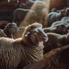 O significado do Cordeiro de Deus no Antigo e Novo Testamento
